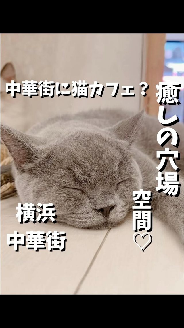 猫カフェ クラウド横浜中華街店の紹介リールPR
