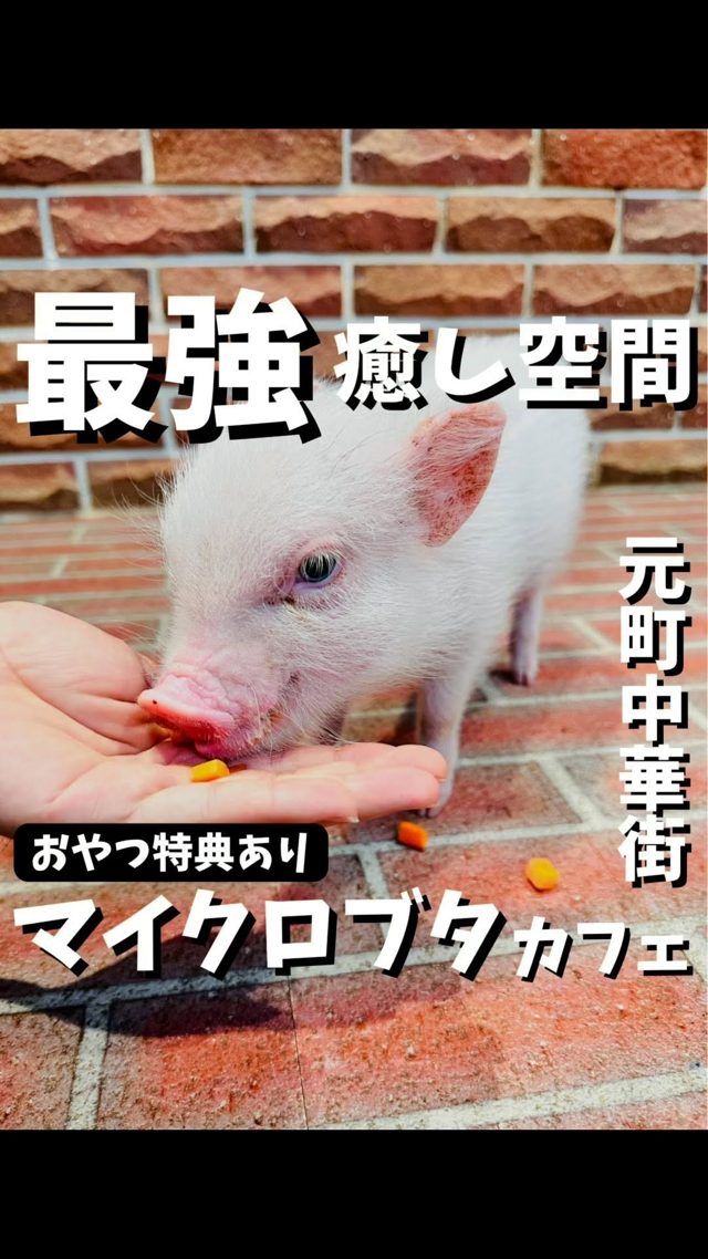 pignic cafe 横浜店の紹介リールPR